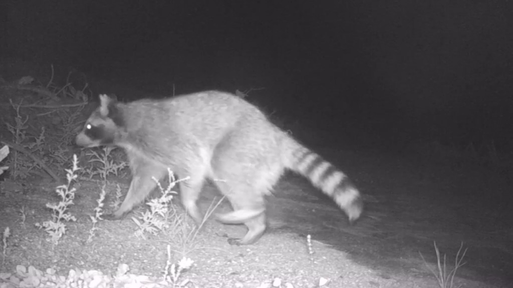 A raccoon spotted by a camera at a wildlife underpass in Douglas County, Colorado