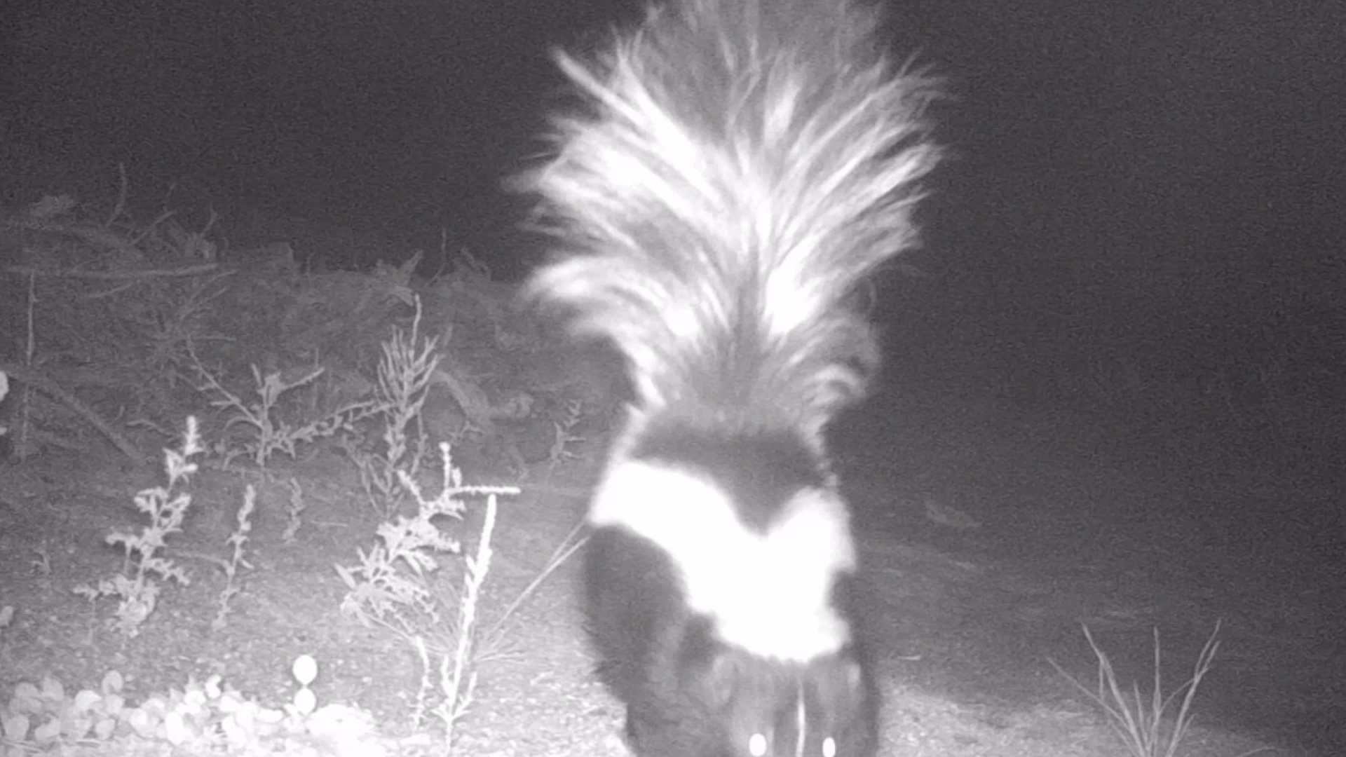 A skunk spotted by a camera at a wildlife underpass in Douglas County, Colorado