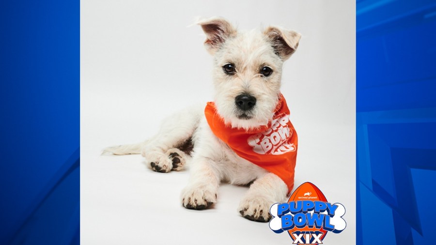 Avalanche from Lifeline Puppy Rescue will play for Team Fluff