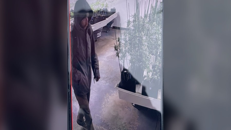 Suspect in Boulder marijuana facility burglary