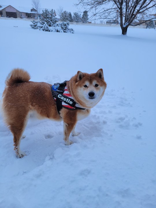 Castle is loving the snow in Strasburg