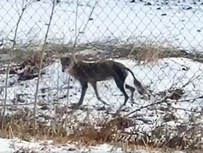 Rangers warn owners to protect pets from coyotes.