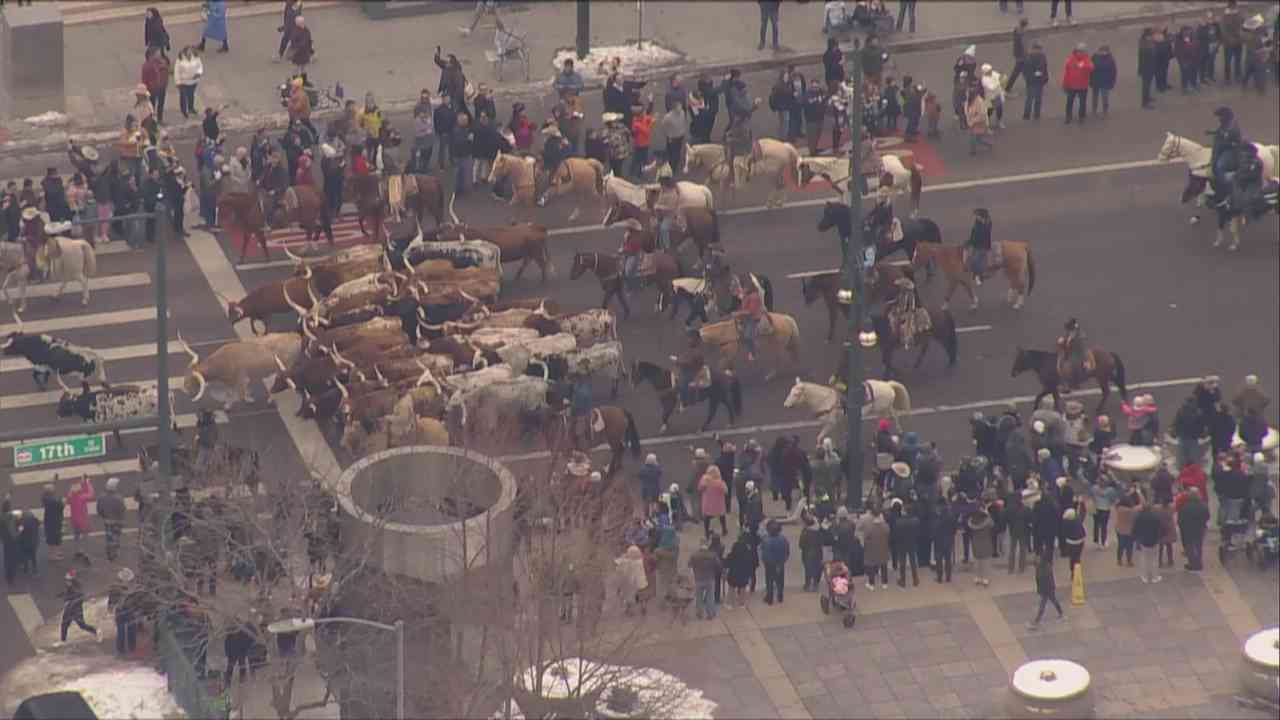 Herd and horses in downtown Denver Western Stock Show parade