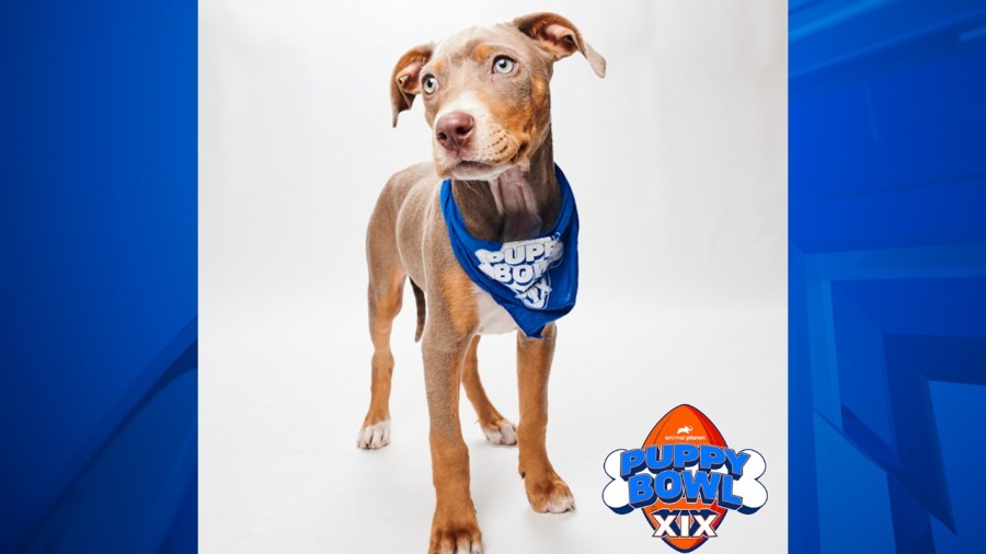 Peanut from Lifeline Puppy Rescue will suit up for Team Fluff