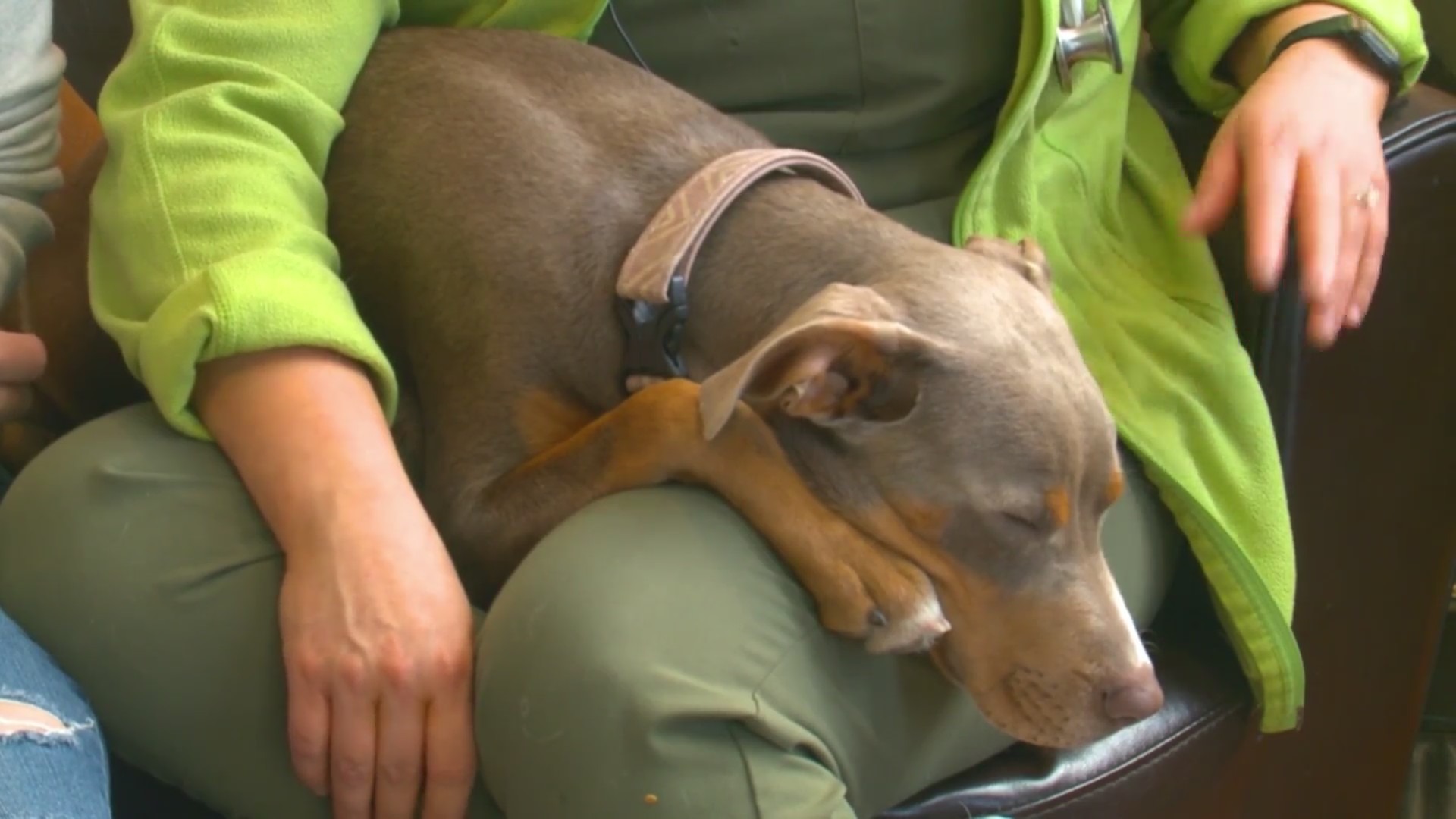 Turtle, a six-month-old pit bull mix, is getting ready for the 2023 Puppy Bowl.