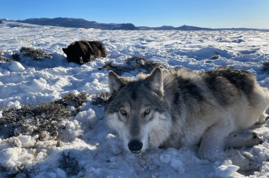 Collared wolves