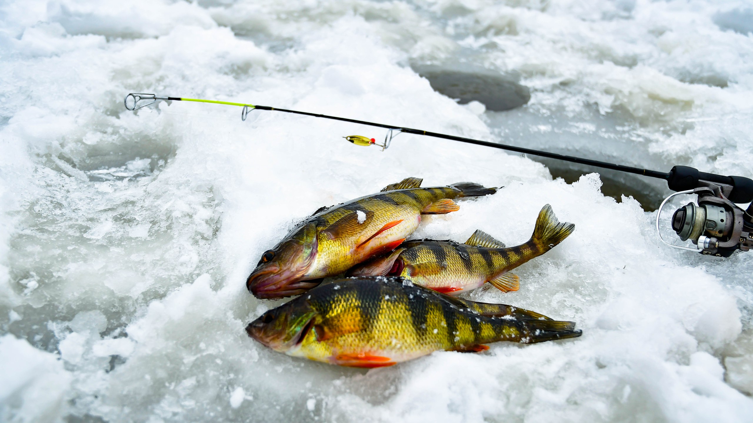 fishing on ice