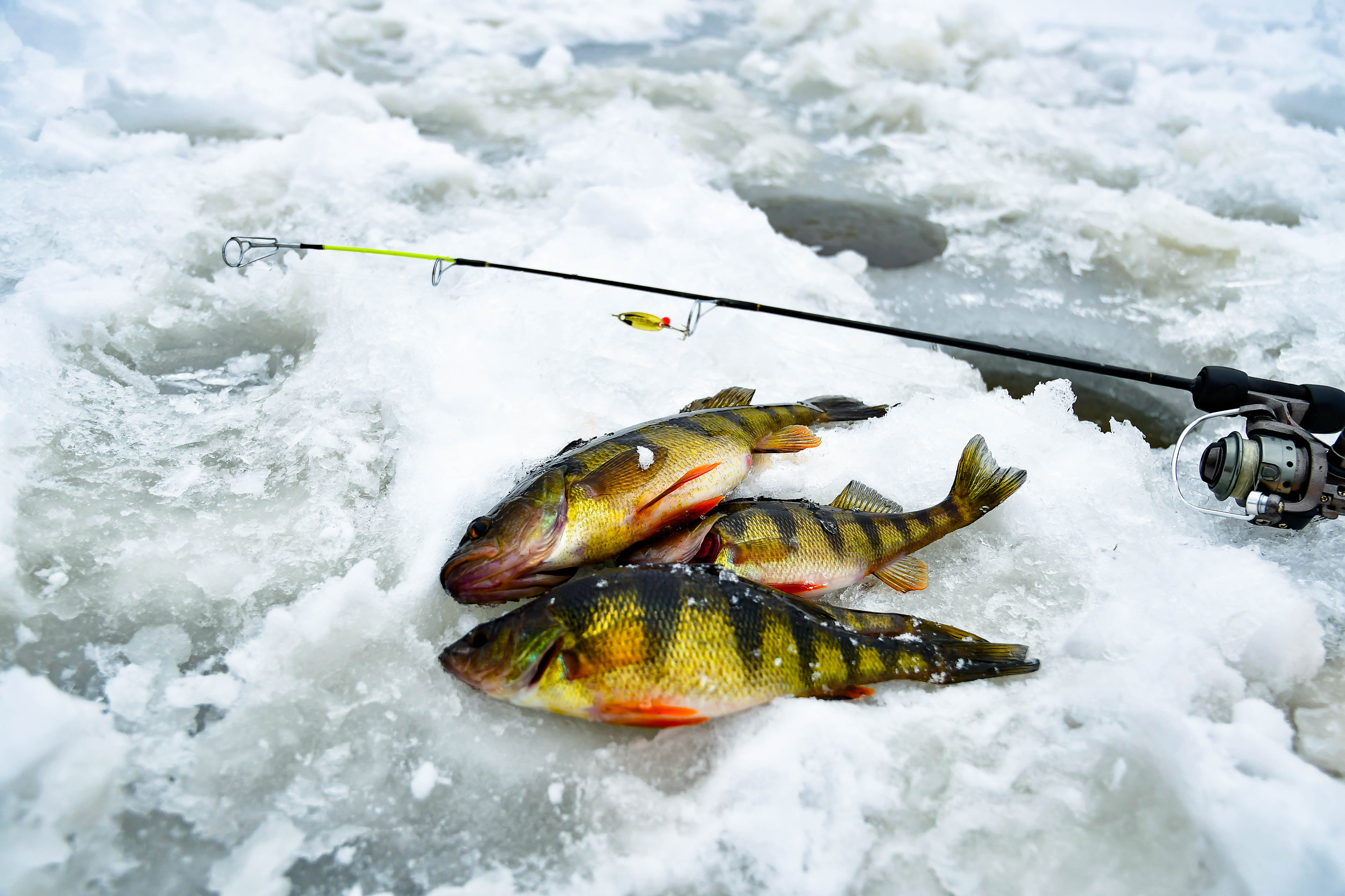 fishing on ice