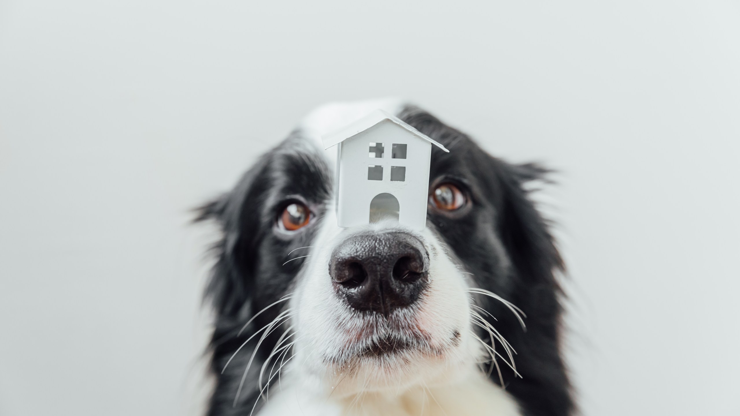 Funny portrait of cute puppy dog border collie holding miniature toy model house on nose, isolated on white background. Real estate mortgage property sweet home dog shelter concept