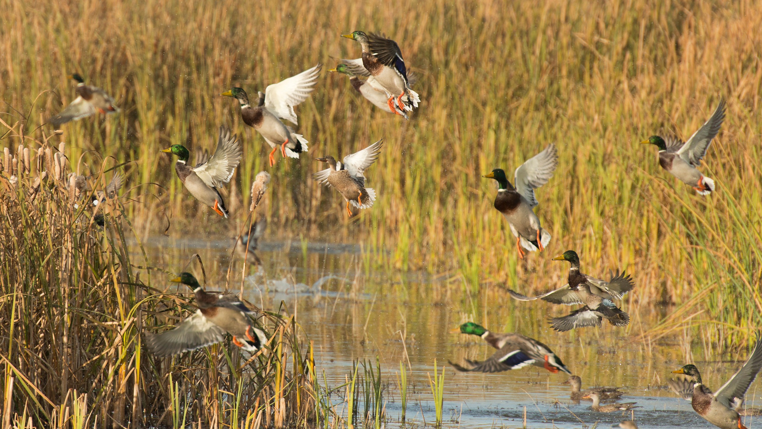 Flock of Ducks