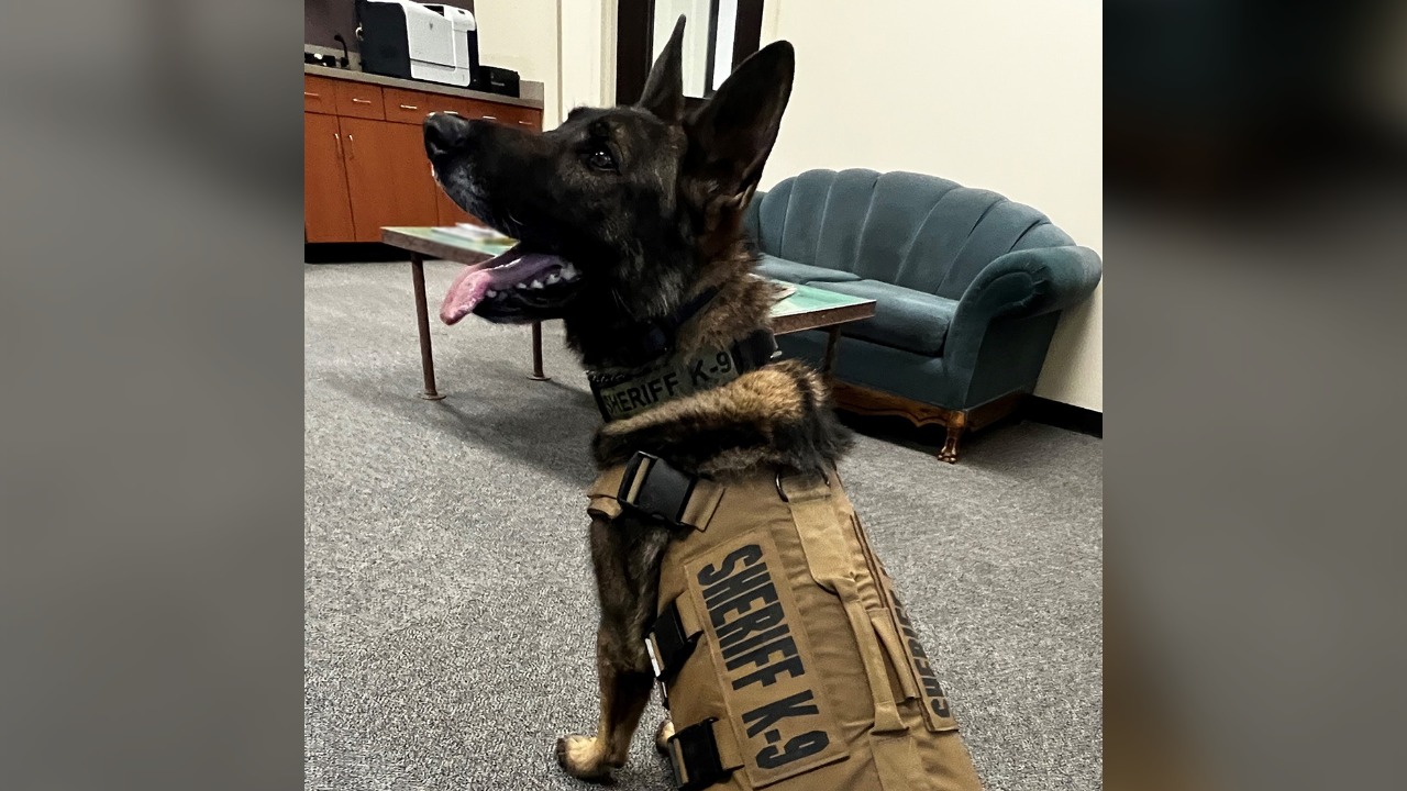 A German shepherd dog with a vest on that says "SHERIFF K-9"