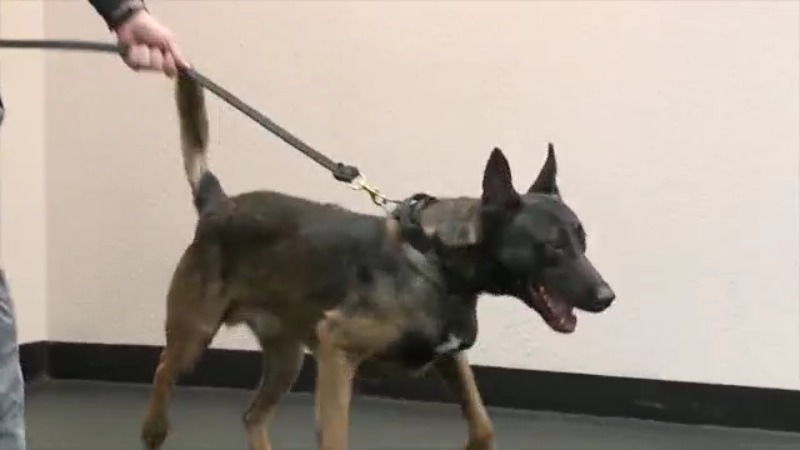 A K-9 dog on a leash with a police handler