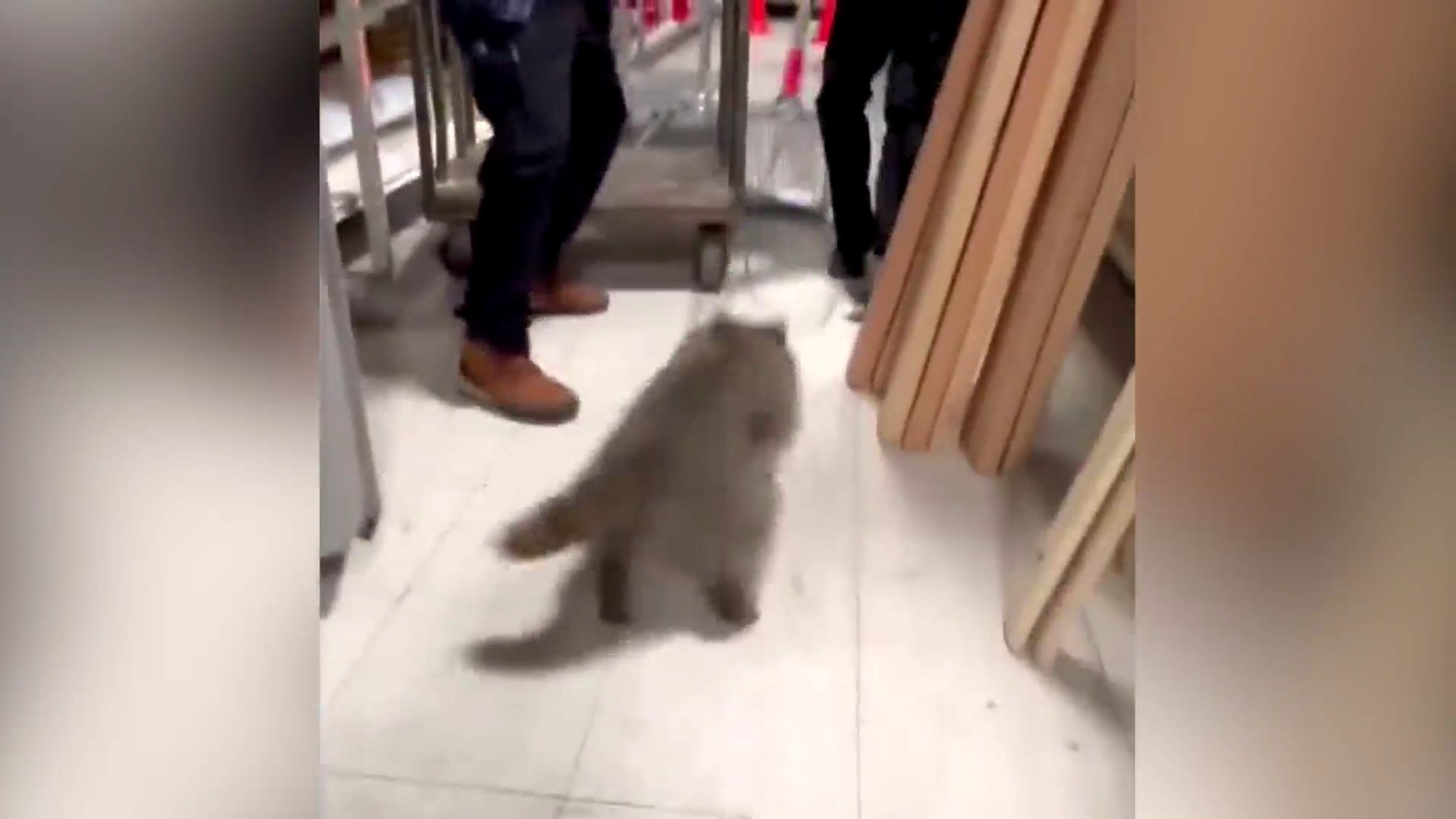 Raccoon loose in Boulder store