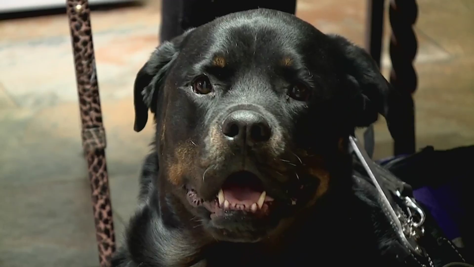 A rottweiler looks into the camera