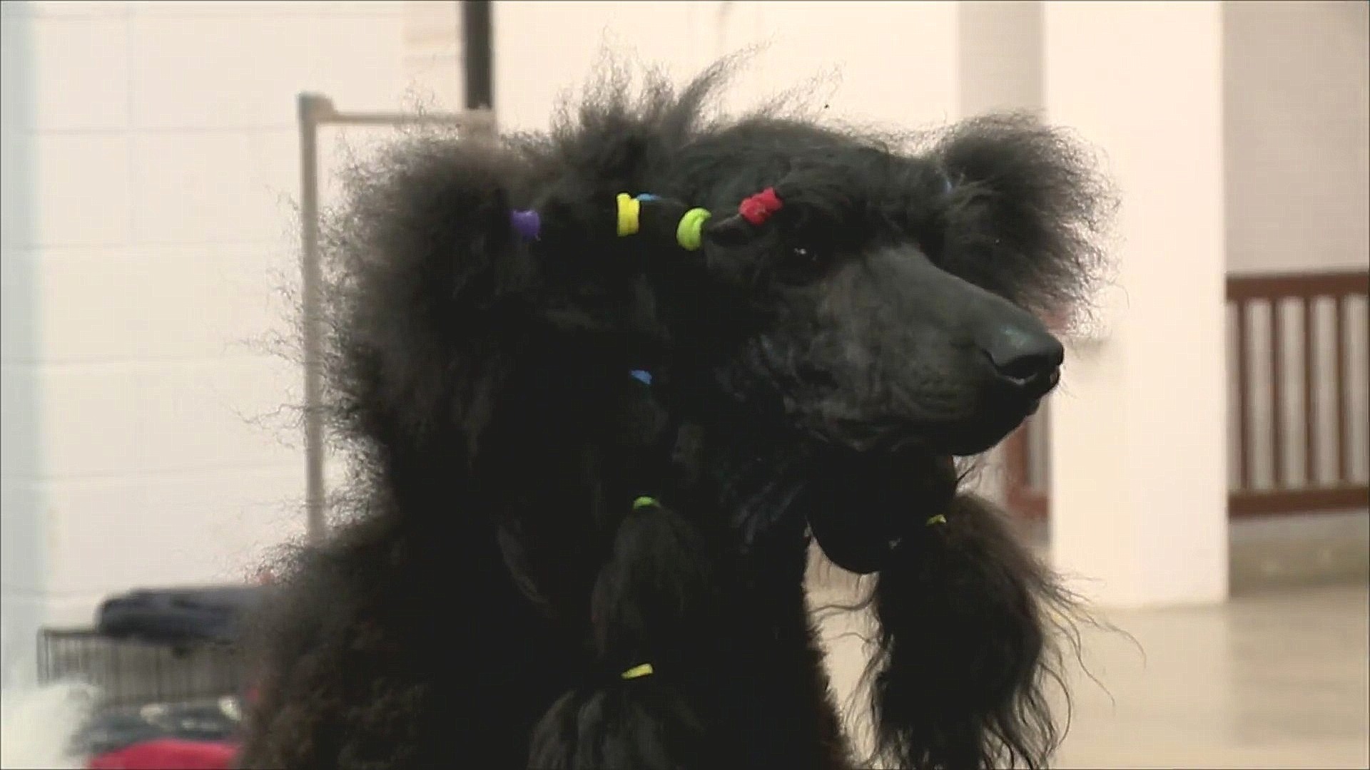 Dogs at the Colorado Kennel Club dog show