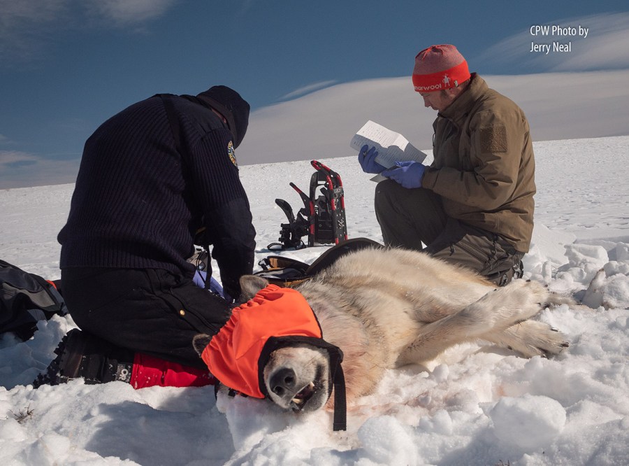 Gray wolf 2101 was recollared after his tracking device fell off