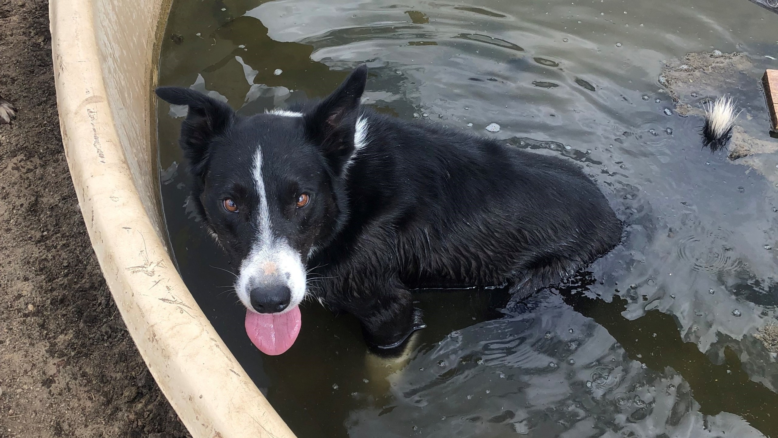 Cisco, a working ranch dog, sitting in a pool of water