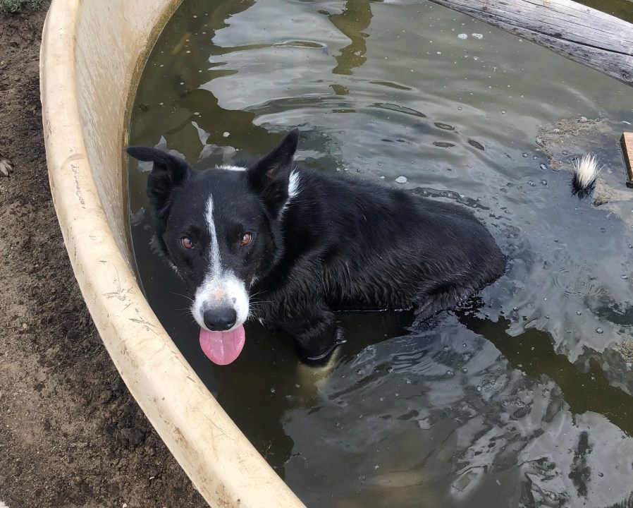 Cisco, a working ranch dog, was killed in a wolf attack in North Park on March 13