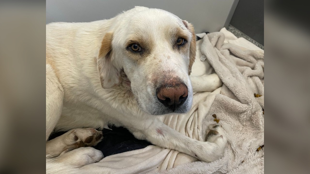 Police say this dog was found in Boulder on March 28, 2023 with injuries from a possible coyote attack.