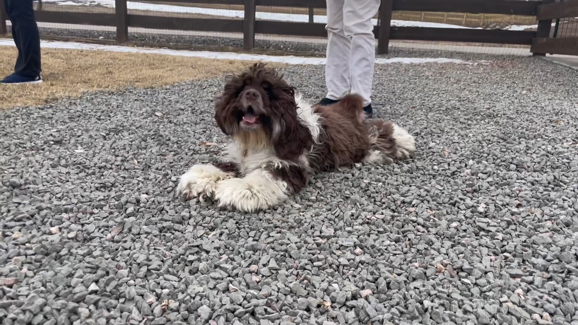 A dog lies on gravel with its tongue hanging out