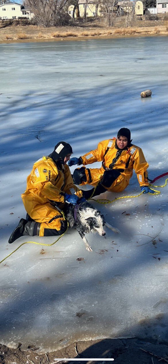 Crews rescue dogs