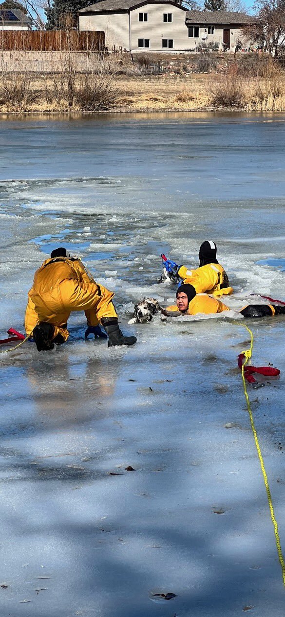 Crews rescue dogs 3