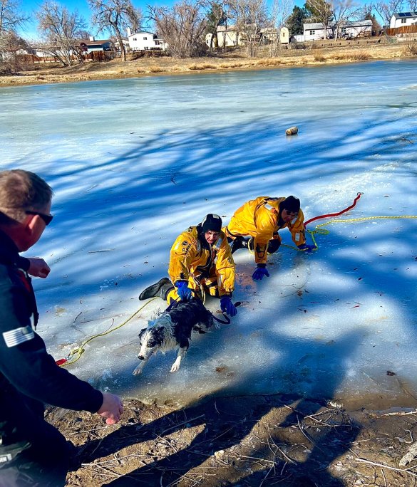 Crews rescue dogs 2