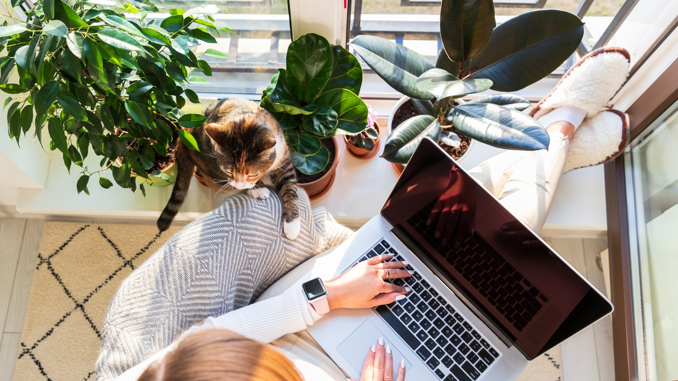 Girl sit on armchair putting feet on windowsill work on laptop at home cat nearby wants attention