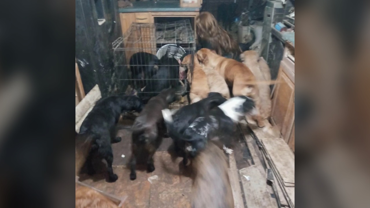 Several dogs in a house in Pueblo