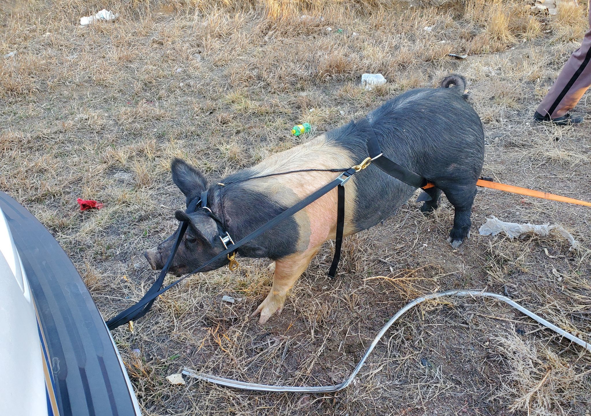 Boar on the loose in Larimer County rescued by deputies, troopers