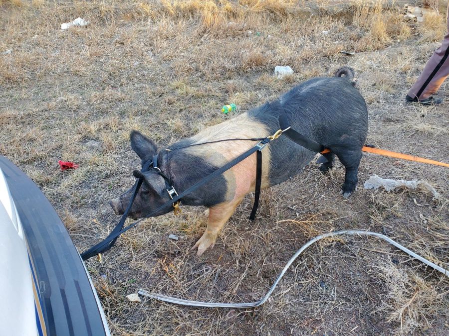 Boar on the loose in Larimer County rescued by deputies, troopers