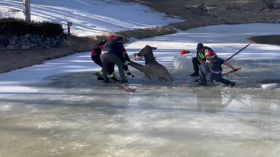 Elk rescued from thin ice