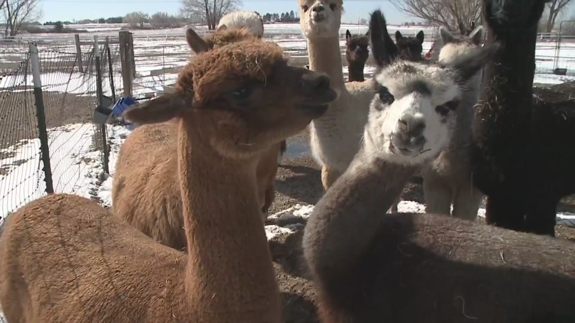 Alpacas at Ann Danielson's ranch