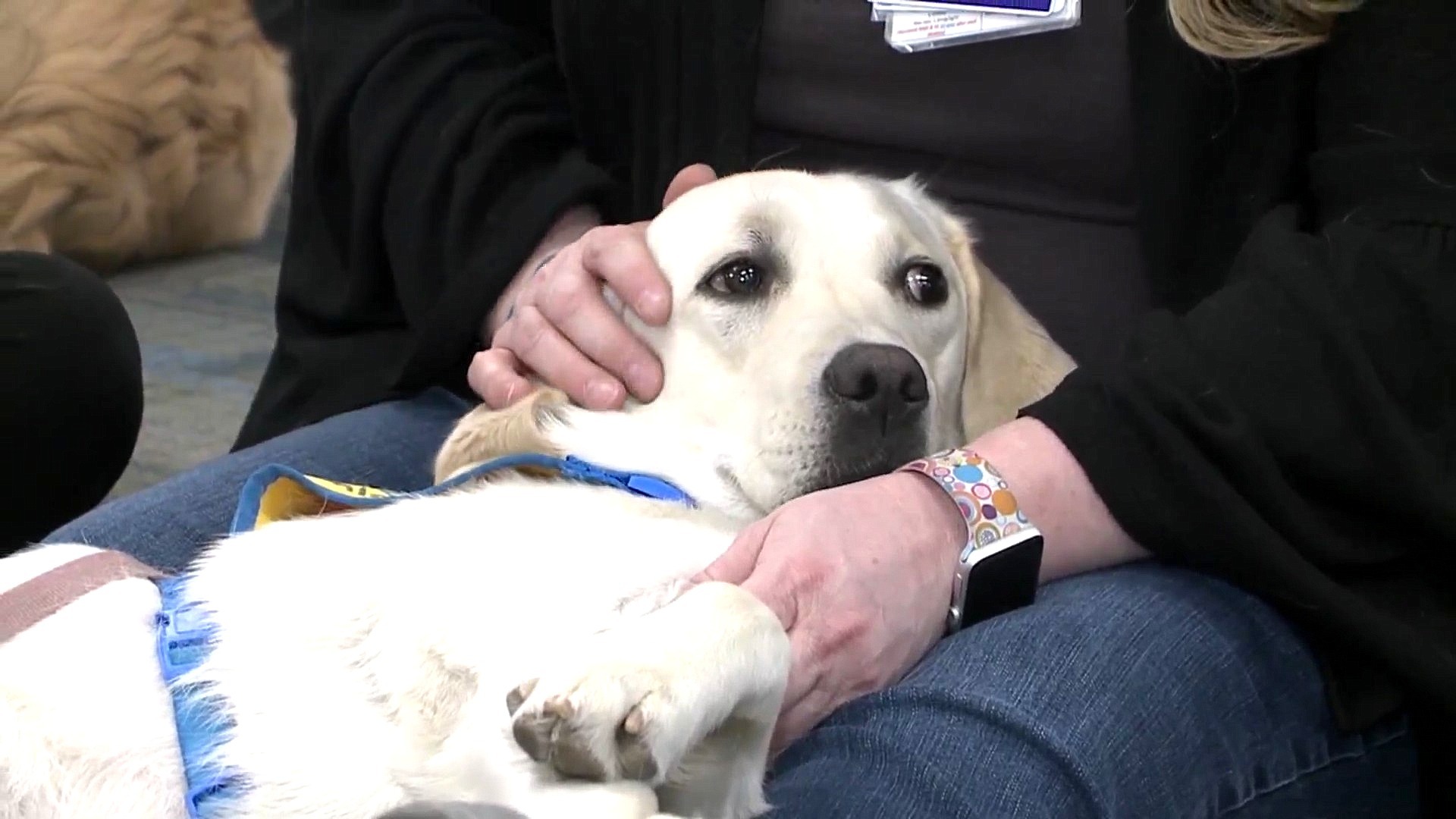 Peppy the comfort dog cheers up the staff at Rose Medical Center.