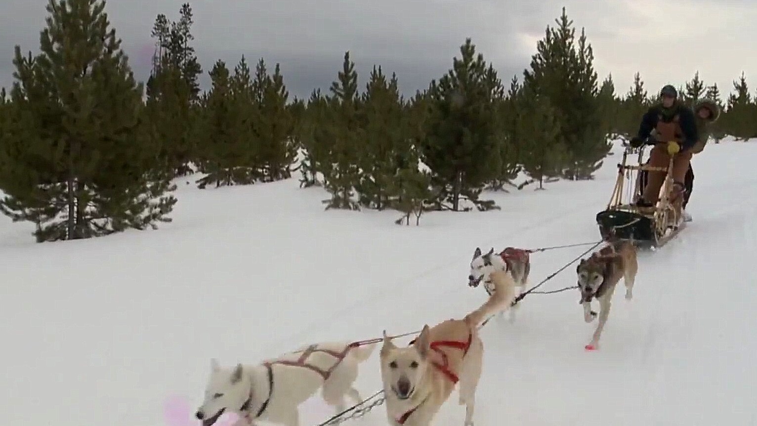 The folks at Snow Mountain Ranch are teaching dog sledding.