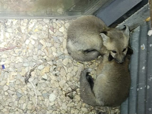 Two fox kits were discovered in a window well by a Broomfield resident on 4/13/2023.