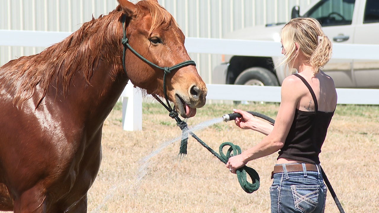 Rider hoses down a brown horse