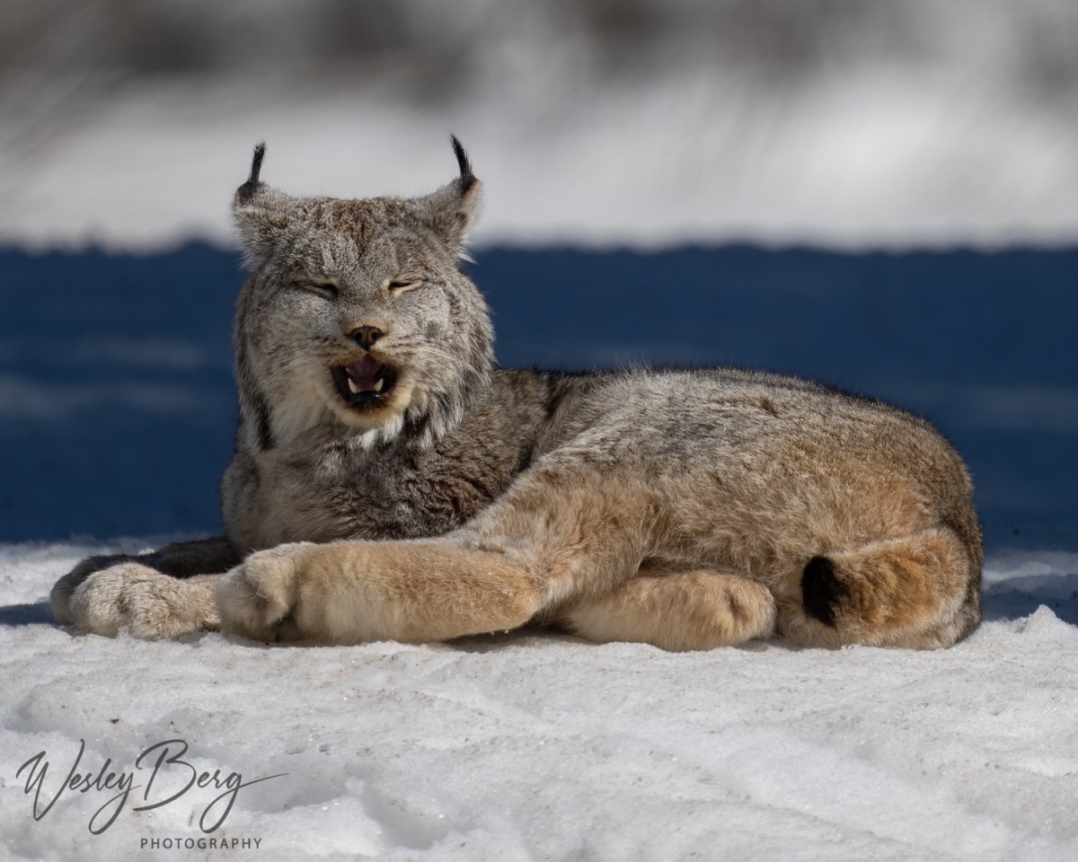 A rare photo of a lynx resting on the snow taken in the San Juan mountains