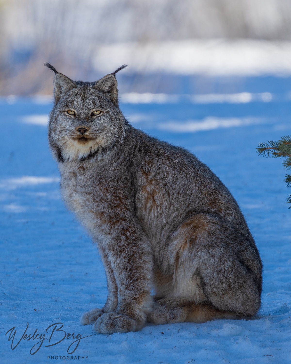 A rare photo of a lynx sitting upright in the snow taken in the San Juan mountains