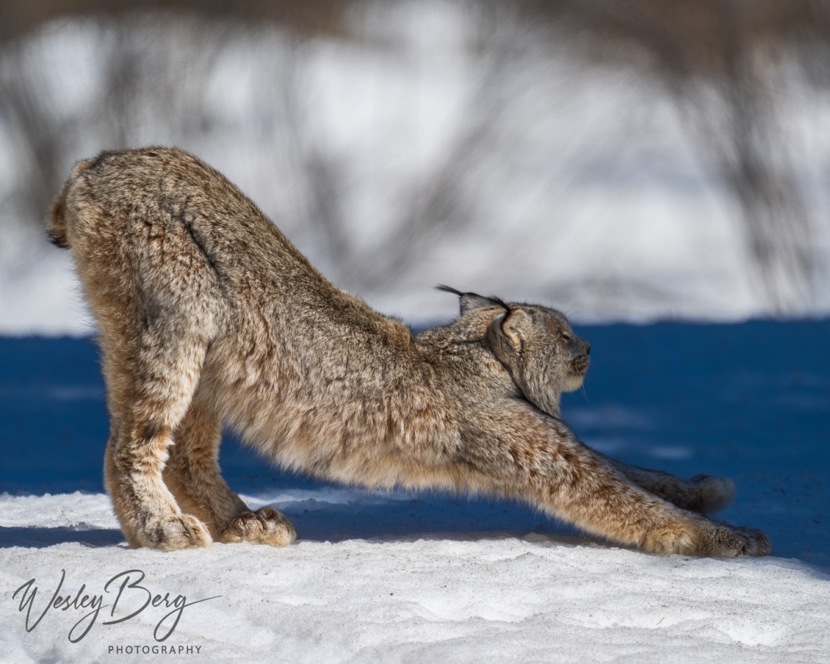 A rare photo of a lynx stretching on the snow taken in the San Juan mountains