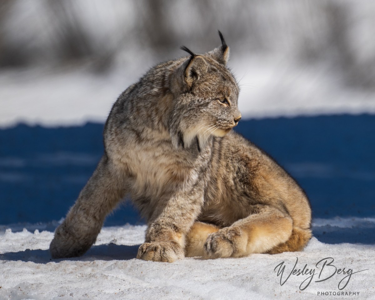 A rare photo of a lynx sitting on the snow taken in the San Juan mountains