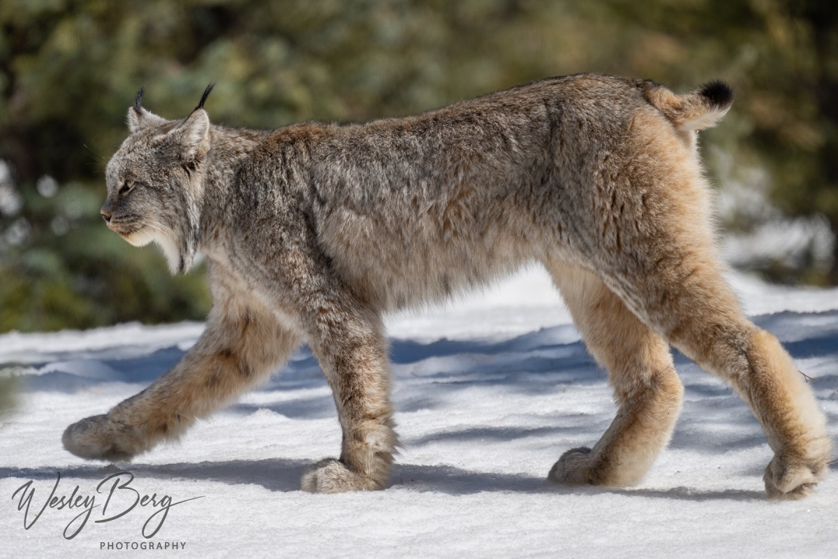 A rare photo of a lynx walking on the snow taken in the San Juan mountains