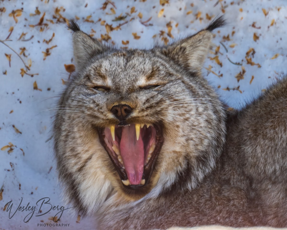 A rare photo of a lynx yawning taken in the San Juan mountains