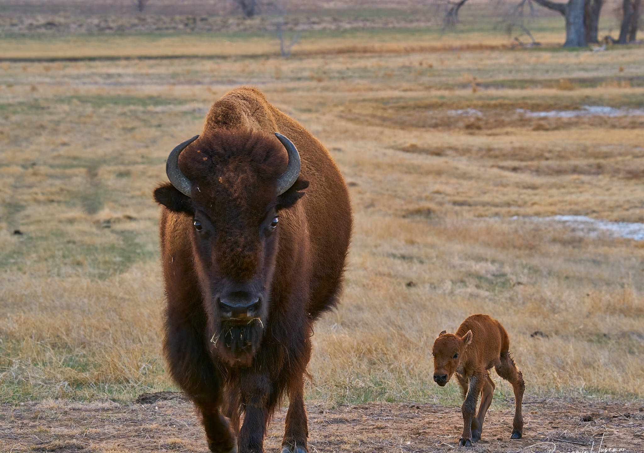 Baby bison at Rocky Mountain Arsenal. first of season