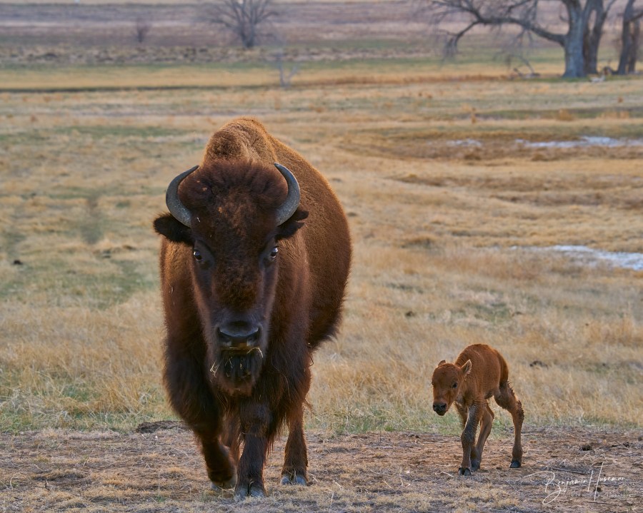 Baby bison at Rocky Mountain Arsenal. first of season