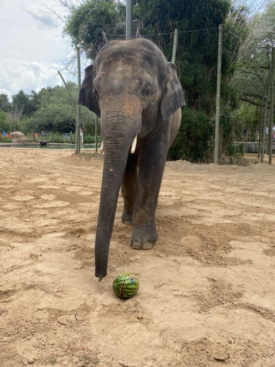 An Asian elephant is posing for the camera at the Denver Zoo.