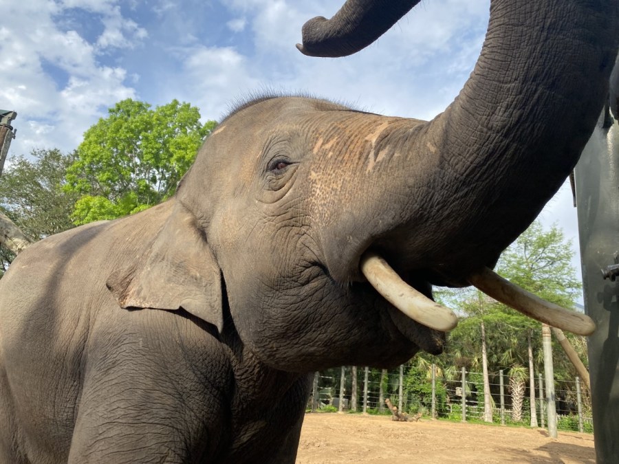 An Asian elephant is posing for the camera at the Denver Zoo.