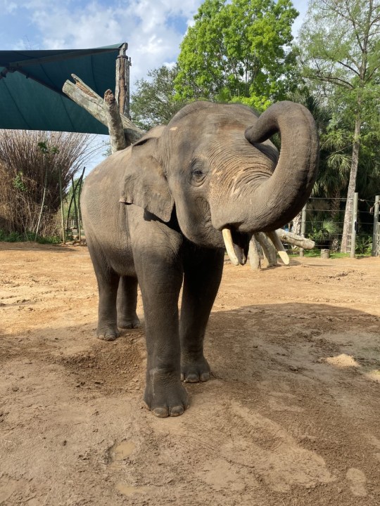 An Asian elephant is posing for the camera at the Denver Zoo.