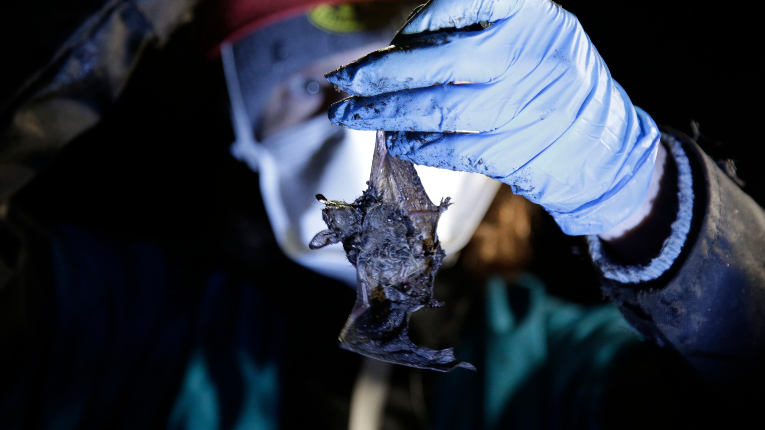 Alyssa Bennett, small mammals biologist for the Vermont Department of Fish and Wildlife, holds a dead bat in a cave in Dorset, Vt., on May 2, 2023. Scientists studying bat species hit hard by the fungus that causes white nose syndrome, which has killed millions of bats across North America, say there is a glimmer of good news for the disease. Experts say more bats that hibernate at a cave in Vermont, the largest bat cave in New England, are tolerating the disease and passing protective traits on to their young. (AP Photo/Hasan Jamali)