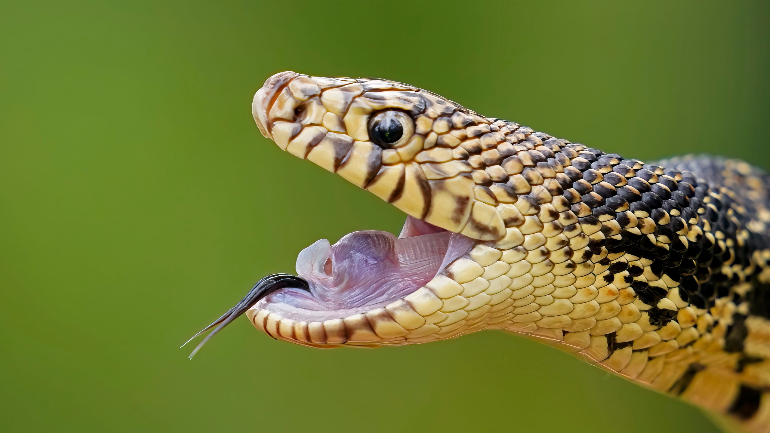 A Louisiana pine snake bluffs in a posture to defend itself against predators, during the release of several of about 100 Louisiana pine snakes, which are a threatened species, in Kisatchie National Forest, La., Friday, May 5, 2023. (AP Photo/Gerald Herbert)